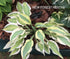 Hosta 'Obscene Gesture' - New Forest Hostas & Hemerocallis