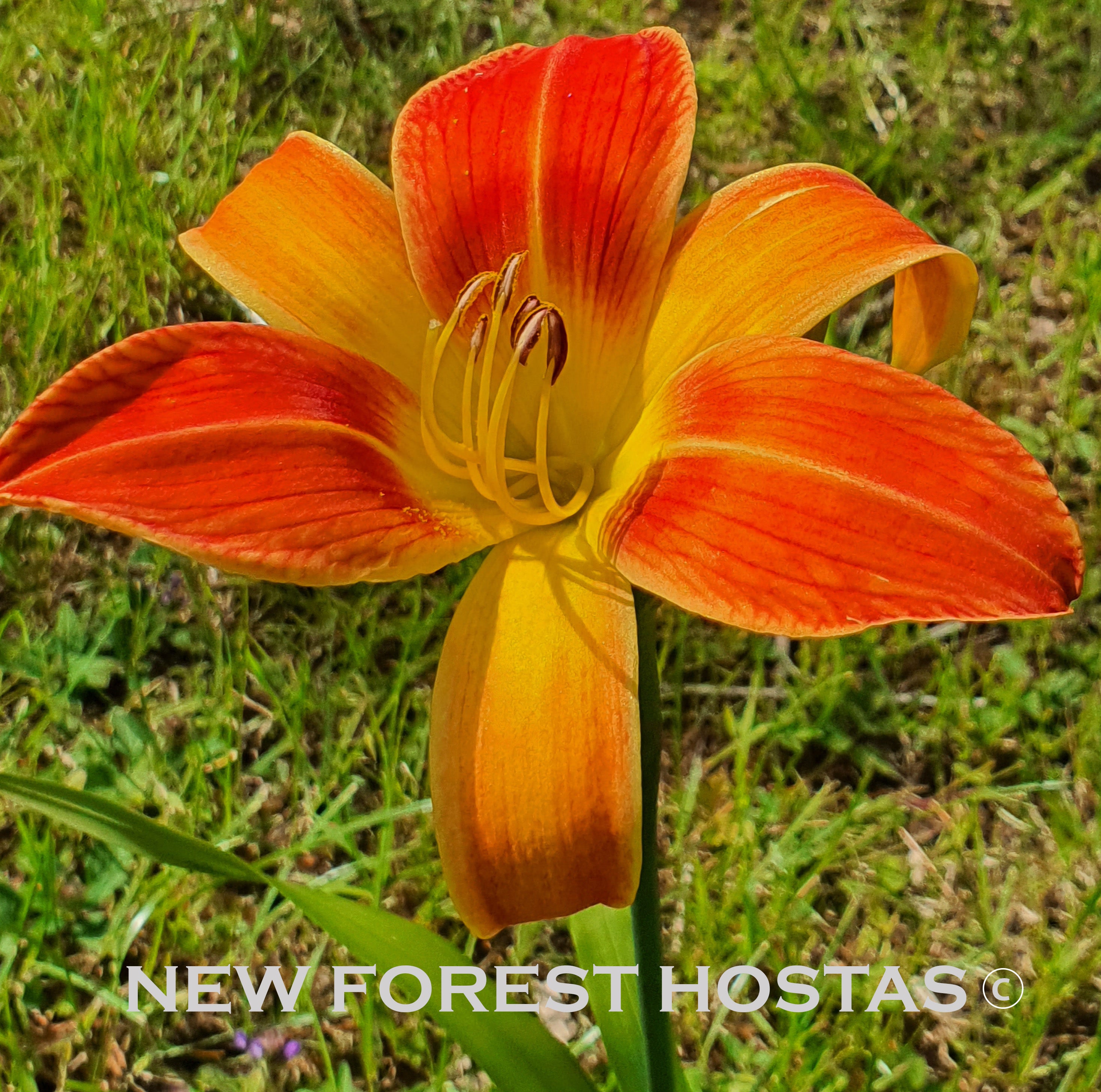 Hemerocallis 'Octopus Hugs' - New Forest Hostas & Hemerocallis
