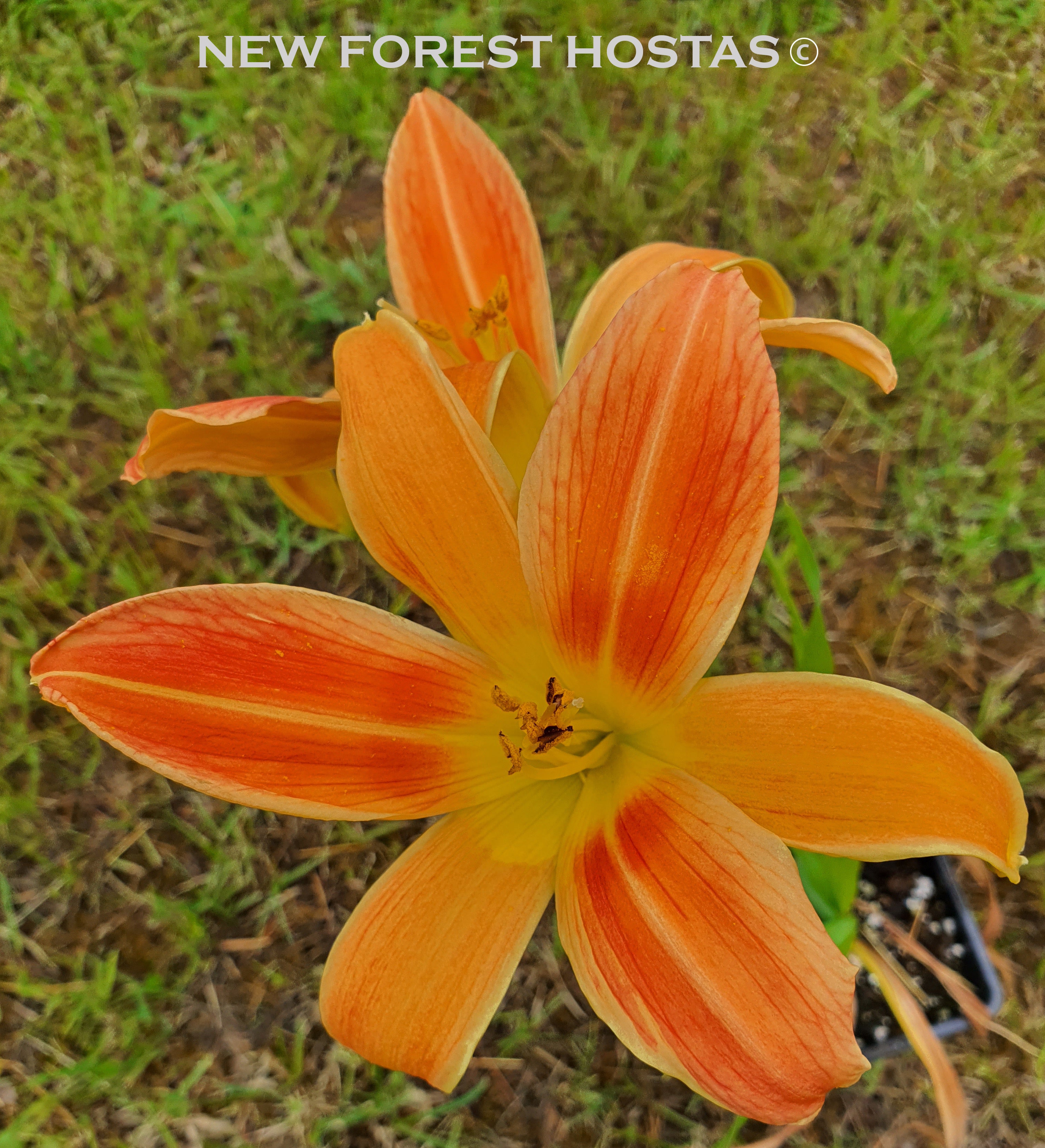 Hemerocallis 'Octopus Hugs' - New Forest Hostas & Hemerocallis