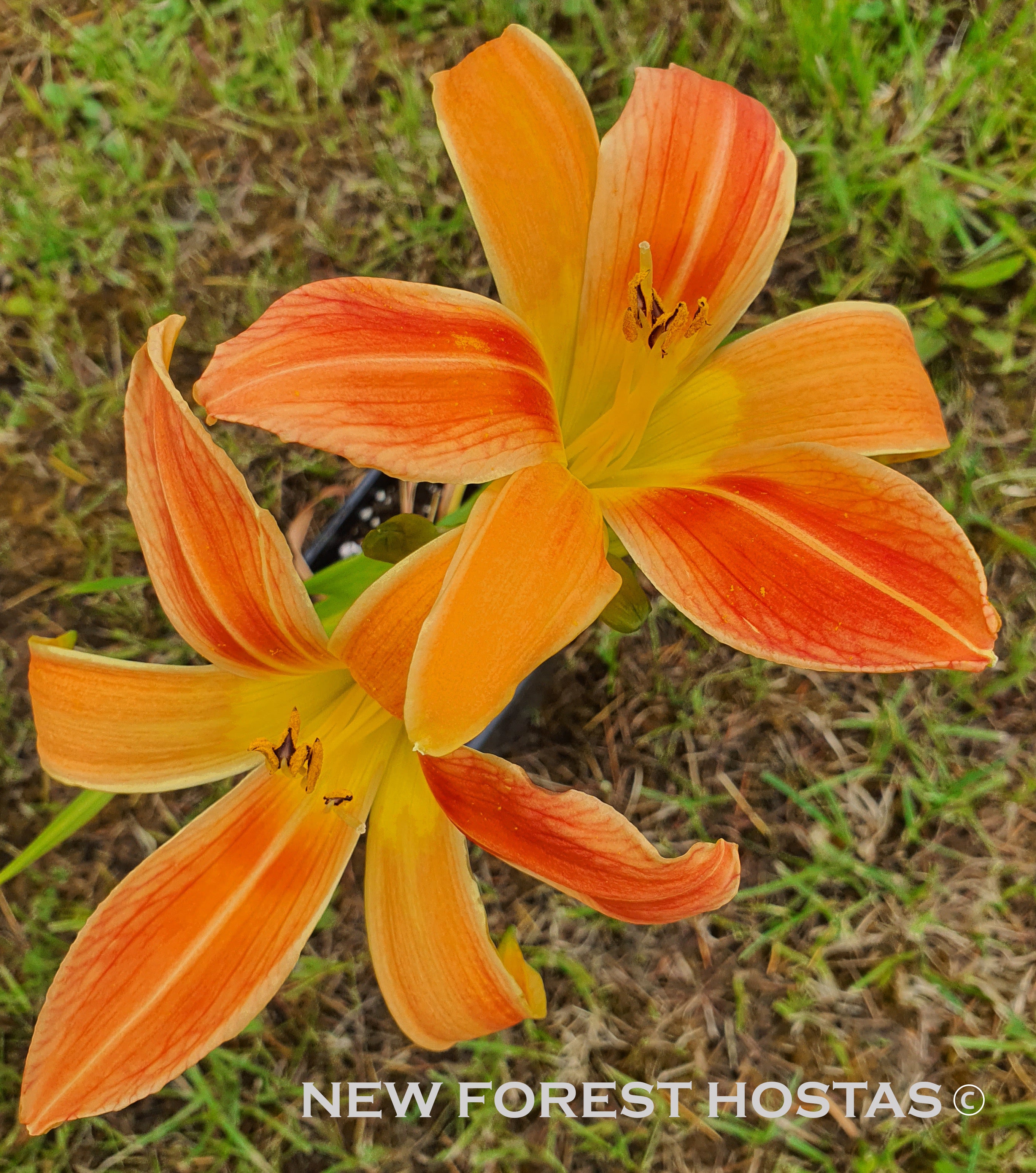 Hemerocallis 'Octopus Hugs' - New Forest Hostas & Hemerocallis