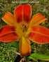 Hemerocallis 'Octopus Hugs' - New Forest Hostas & Hemerocallis