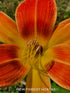 Hemerocallis 'Octopus Hugs' - New Forest Hostas & Hemerocallis