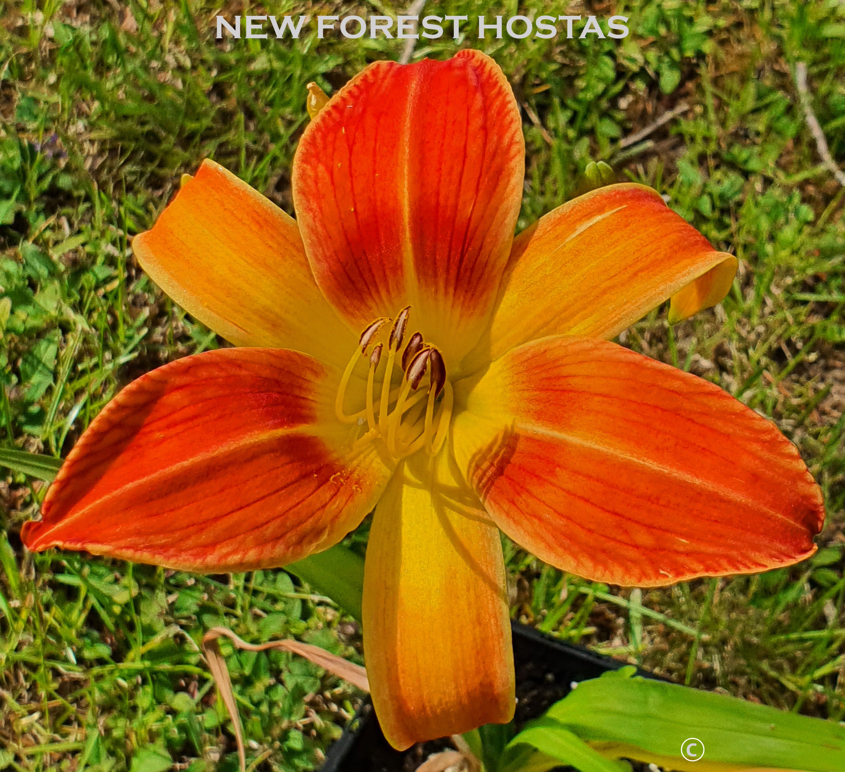 Hemerocallis 'Octopus Hugs' - New Forest Hostas & Hemerocallis