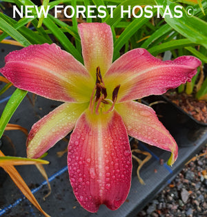Hemerocallis 'On The Web' - New Forest Hostas & Hemerocallis