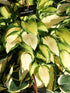 Hosta 'Orange Marmalade' - New Forest Hostas & Hemerocallis