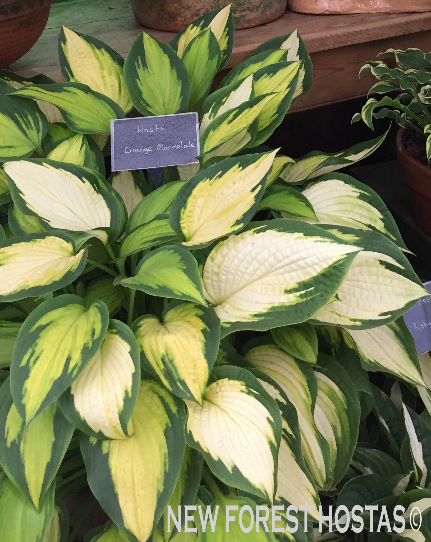 Hosta 'Orange Marmalade' - New Forest Hostas & Hemerocallis