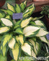 Hosta 'Orange Marmalade' - New Forest Hostas & Hemerocallis