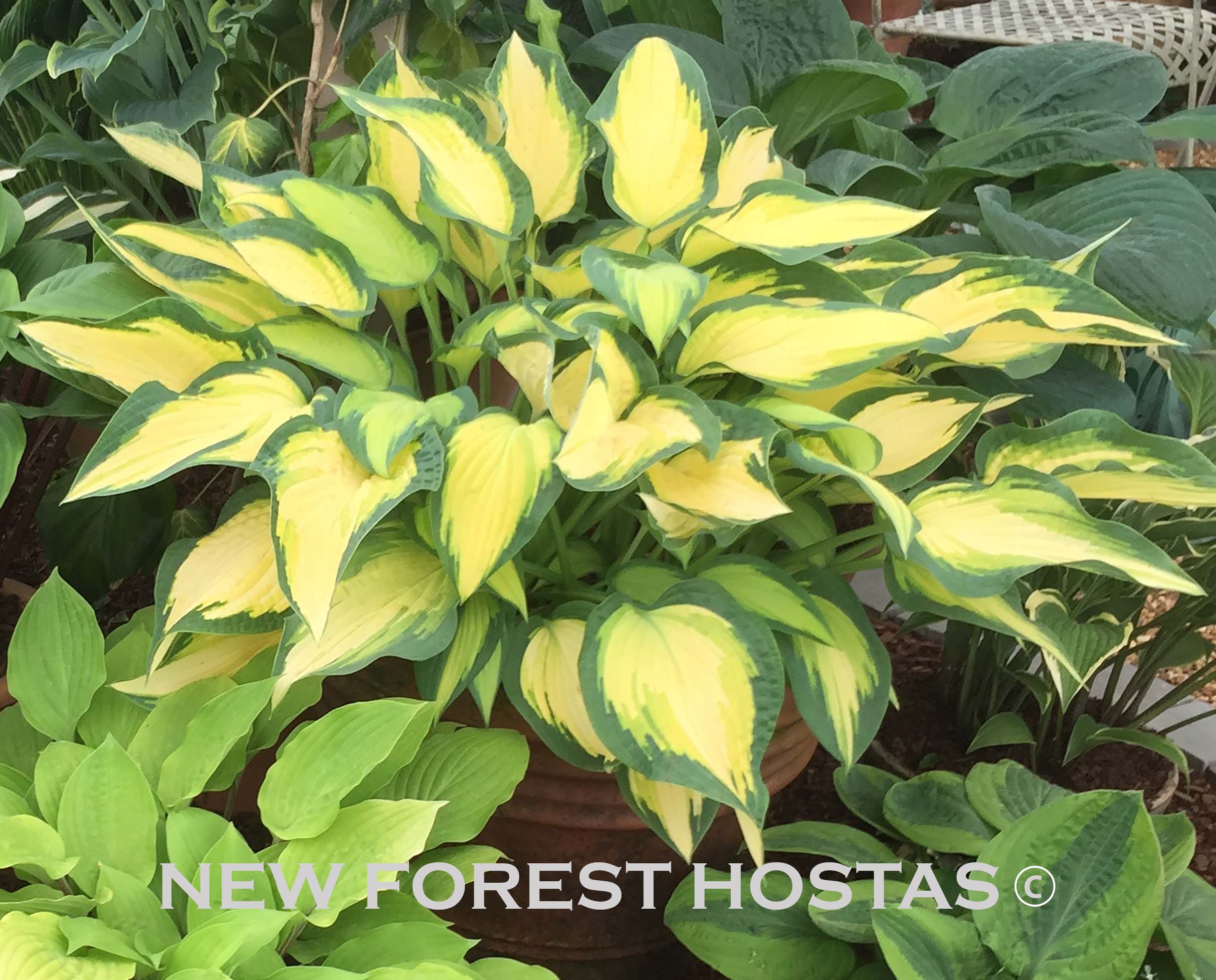 Hosta 'Orange Marmalade' - New Forest Hostas & Hemerocallis