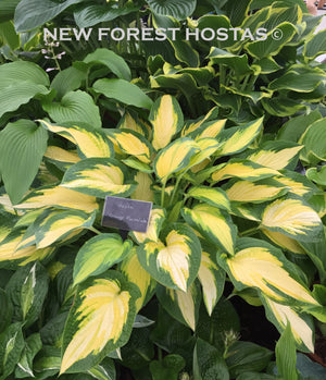 Hosta 'Orange Marmalade' - New Forest Hostas & Hemerocallis