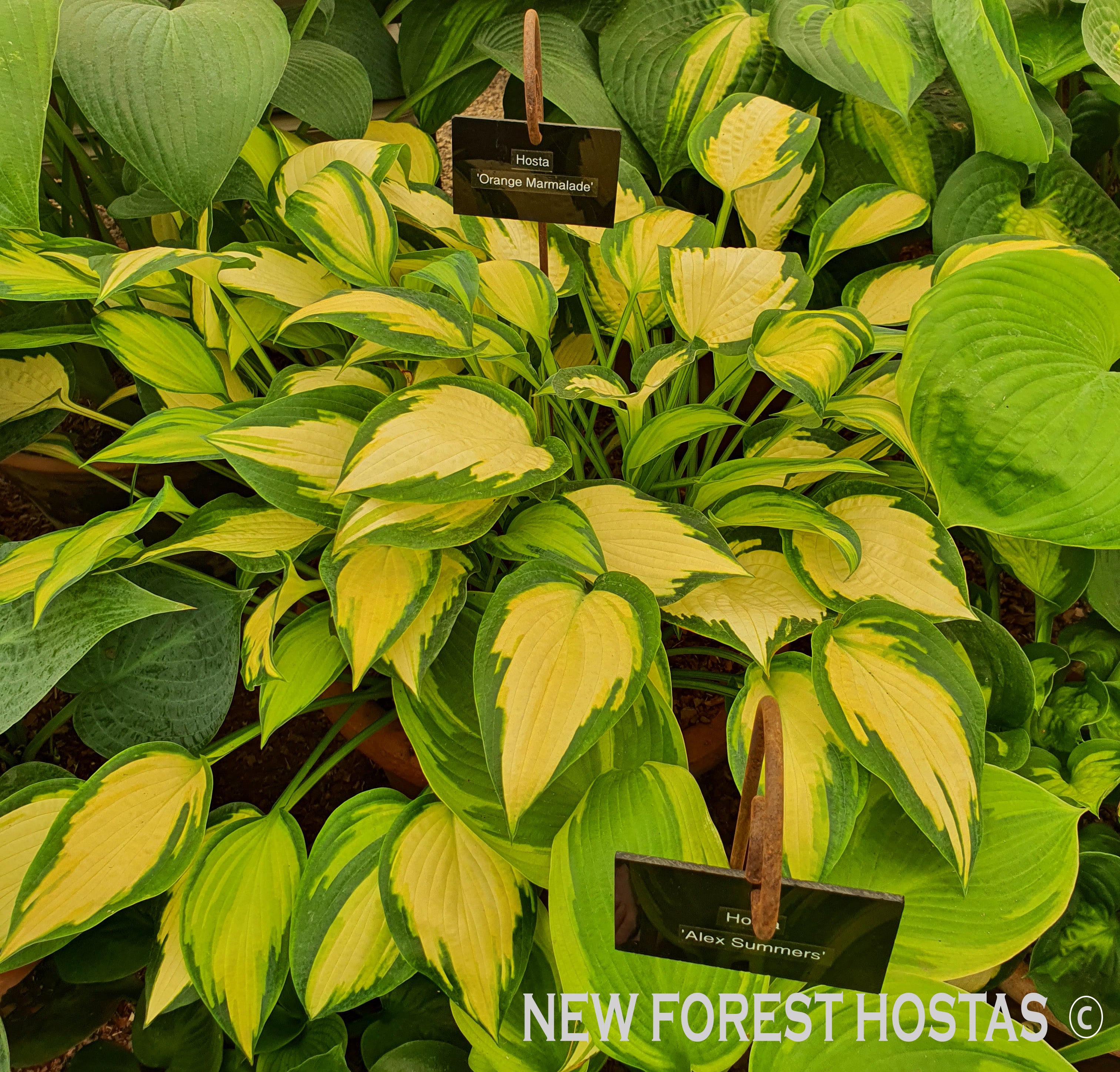 Hosta 'Orange Marmalade' - New Forest Hostas & Hemerocallis