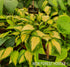 Hosta 'Orange Marmalade' - New Forest Hostas & Hemerocallis