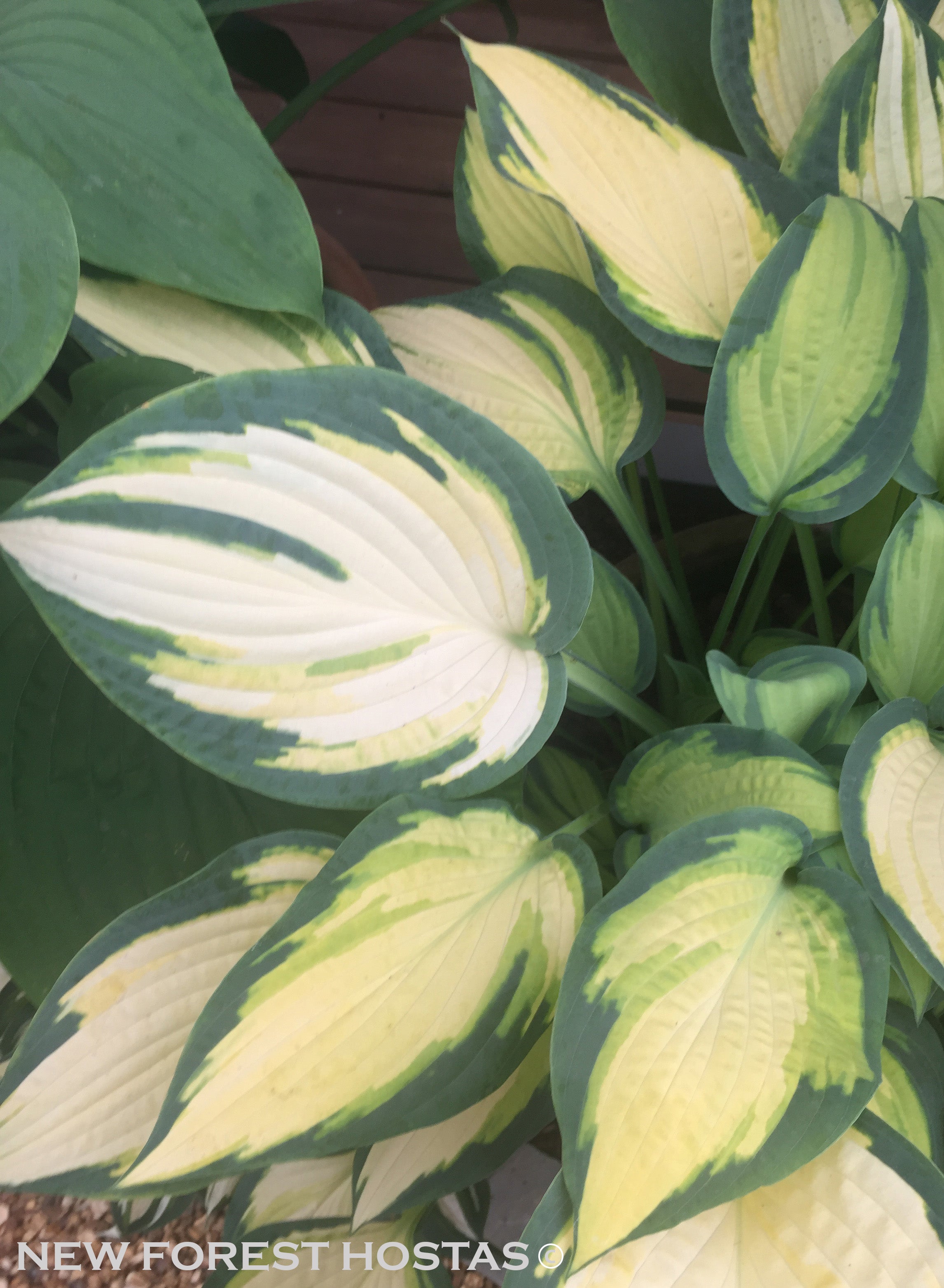 Hosta 'Orange Marmalade' - New Forest Hostas & Hemerocallis