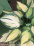 Hosta 'Orange Marmalade' - New Forest Hostas & Hemerocallis