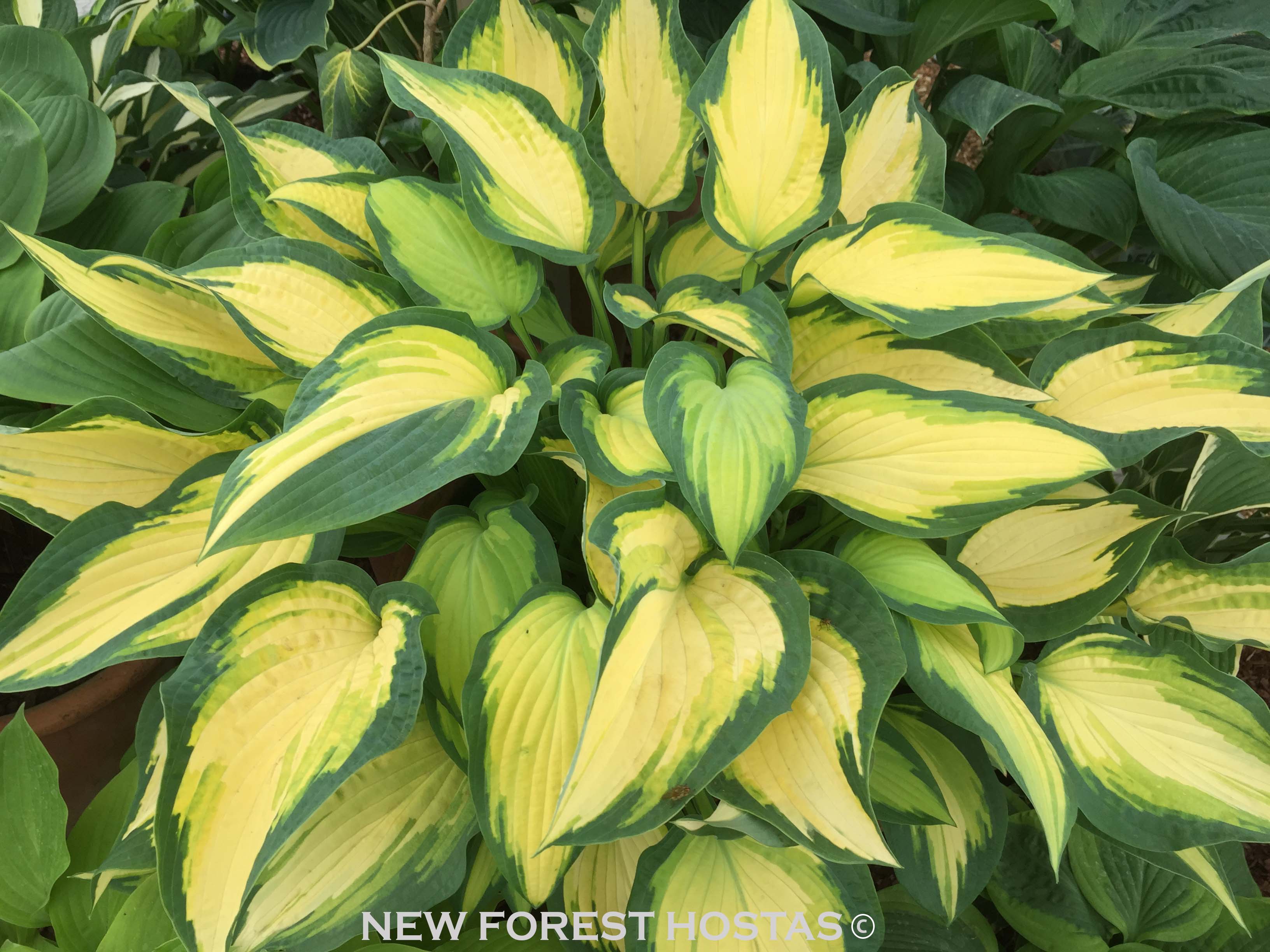 Hosta 'Orange Marmalade' - New Forest Hostas & Hemerocallis