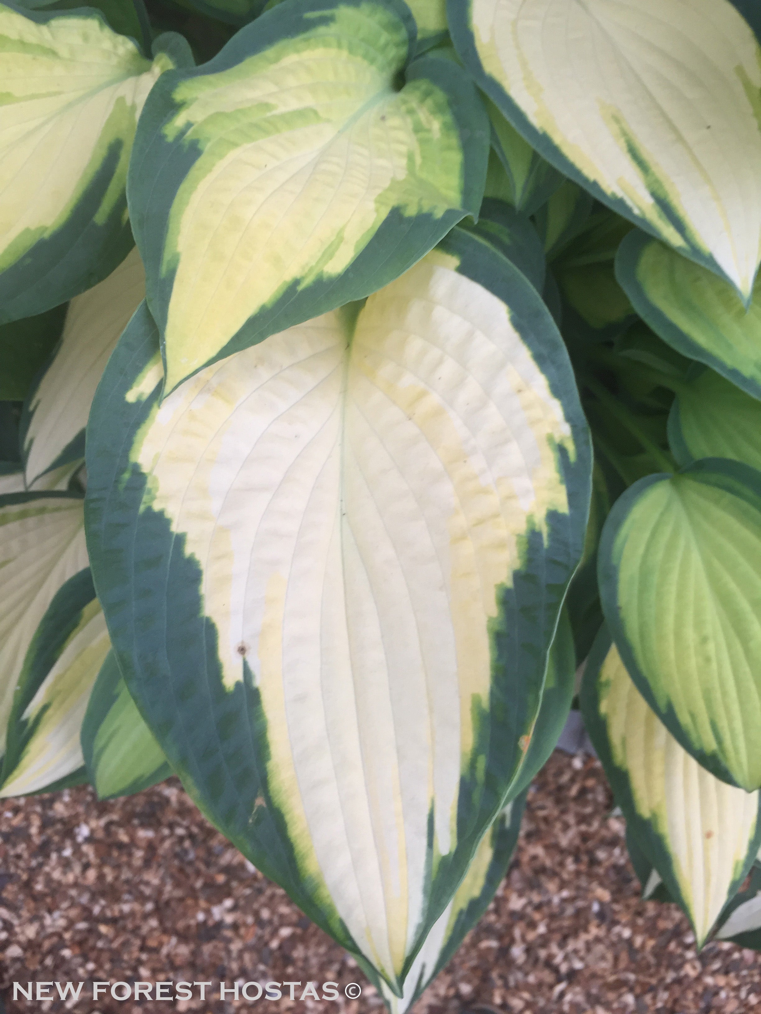 Hosta 'Orange Marmalade' - New Forest Hostas & Hemerocallis