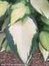 Hosta 'Orange Marmalade' - New Forest Hostas & Hemerocallis