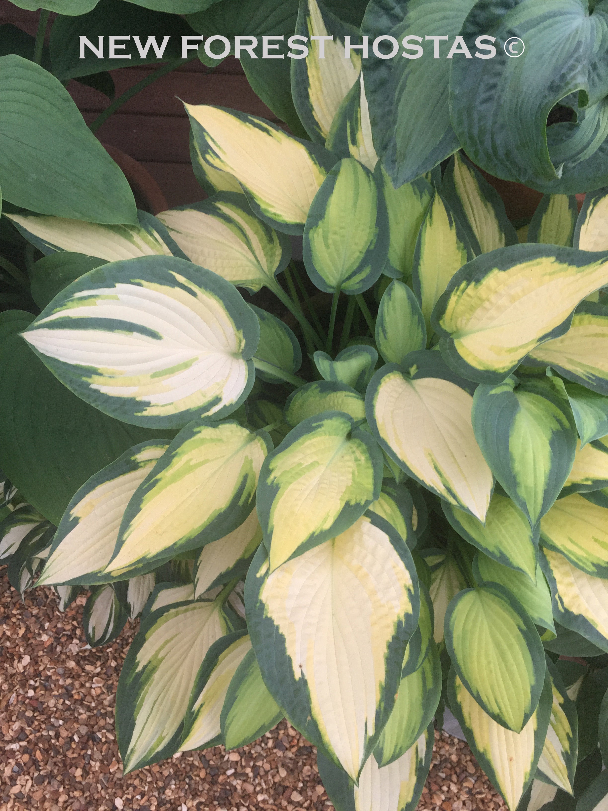 Hosta 'Orange Marmalade' - New Forest Hostas & Hemerocallis