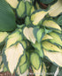 Hosta 'Orange Marmalade' - New Forest Hostas & Hemerocallis