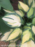 Hosta 'Orange Marmalade' - New Forest Hostas & Hemerocallis