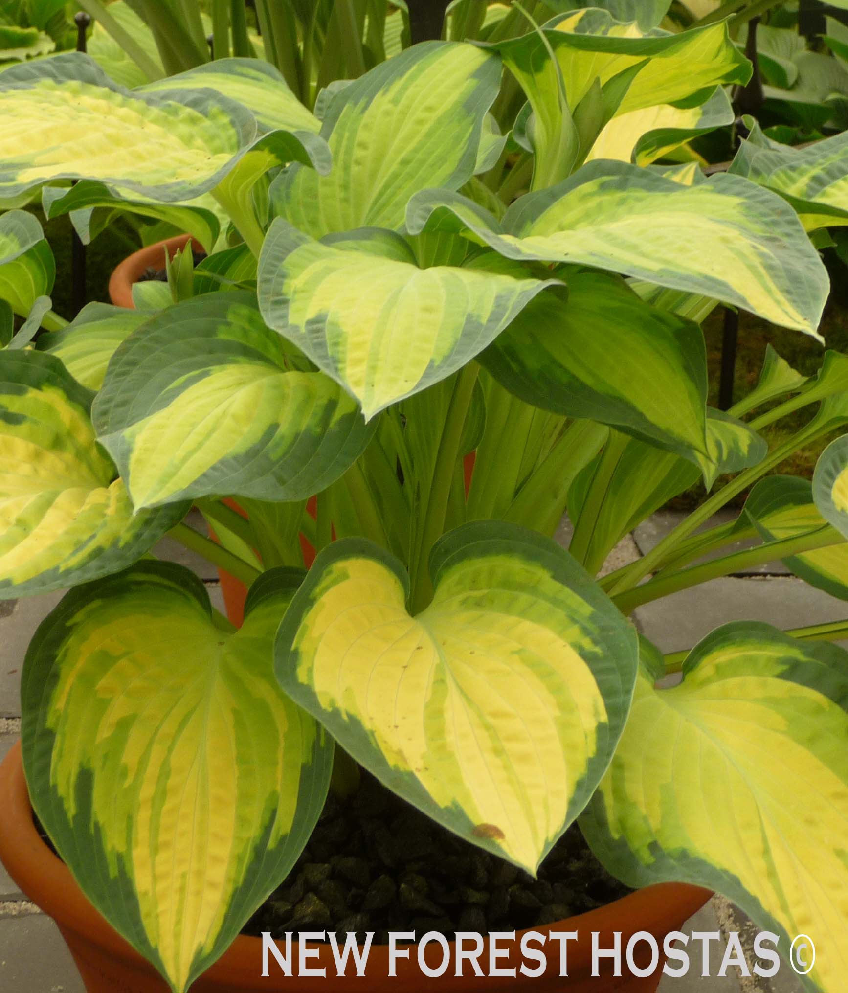 Hosta 'Orange Marmalade' - New Forest Hostas & Hemerocallis