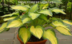 Hosta 'Orange Marmalade' - New Forest Hostas & Hemerocallis