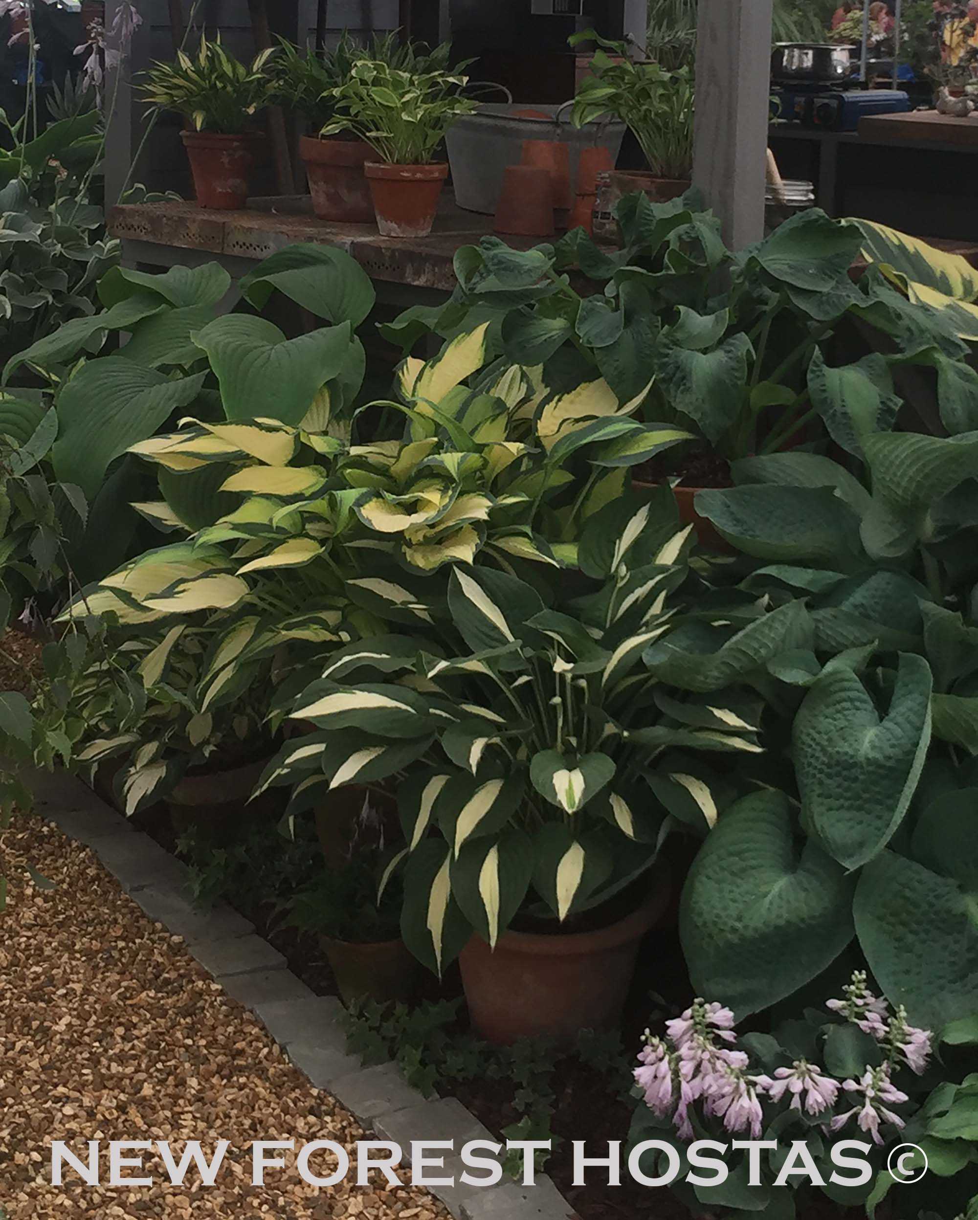 Hosta 'Orange Marmalade' - New Forest Hostas & Hemerocallis