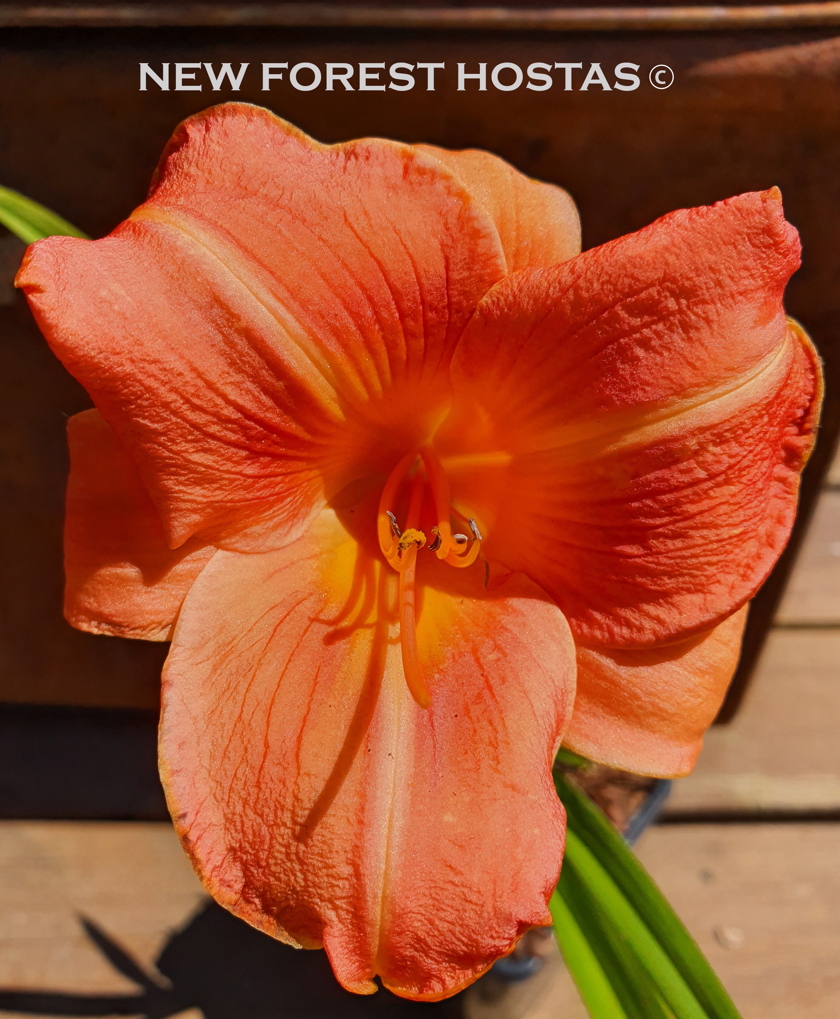 Hemerocallis 'Orchard Sprite' - New Forest Hostas & Hemerocallis