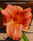 Hemerocallis 'Orchard Sprite' - New Forest Hostas & Hemerocallis