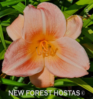Hemerocallis 'Orchard Sprite' - New Forest Hostas & Hemerocallis
