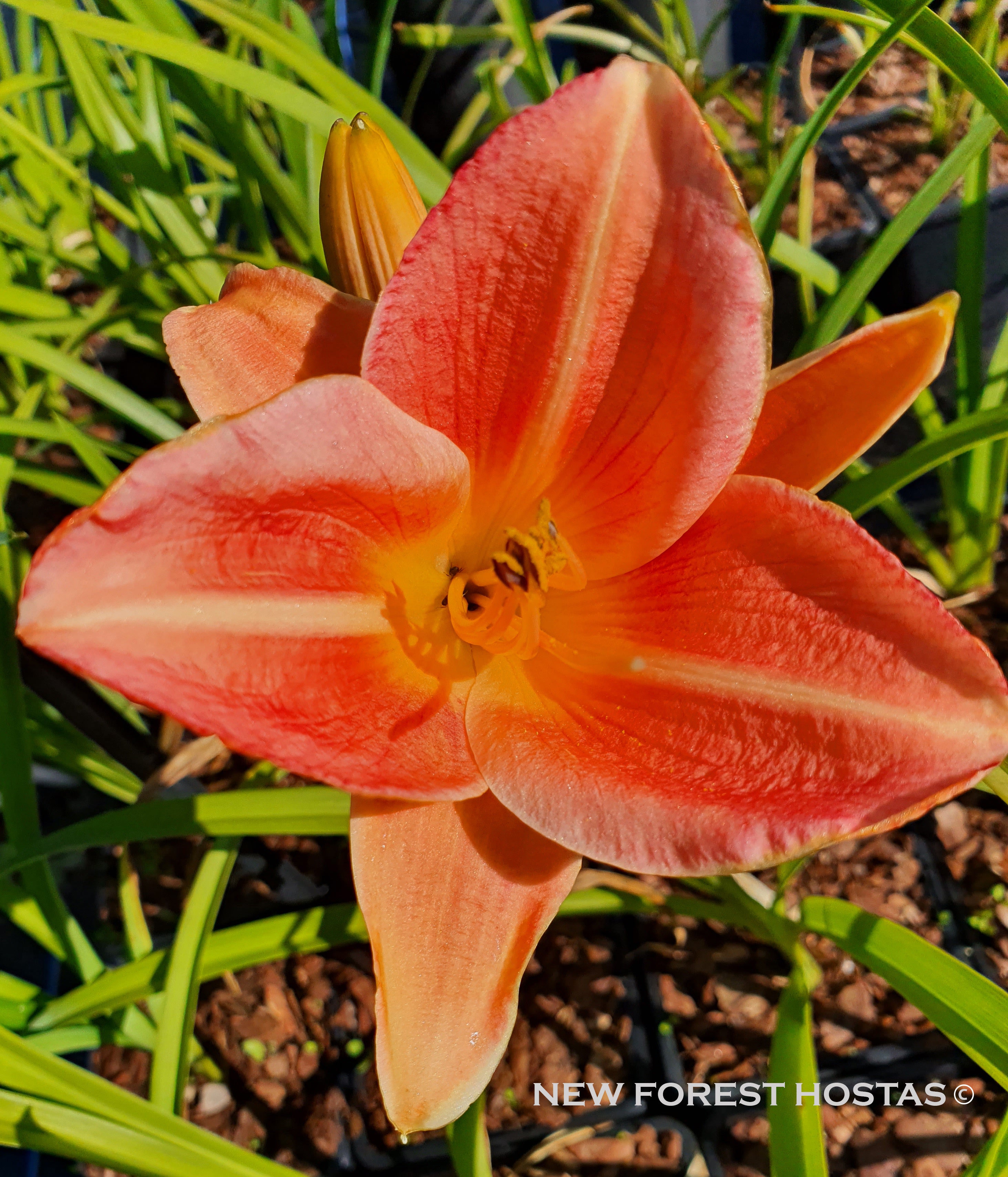 Hemerocallis 'Orchard Sprite' - New Forest Hostas & Hemerocallis