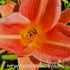 Hemerocallis 'Orchard Sprite' - New Forest Hostas & Hemerocallis