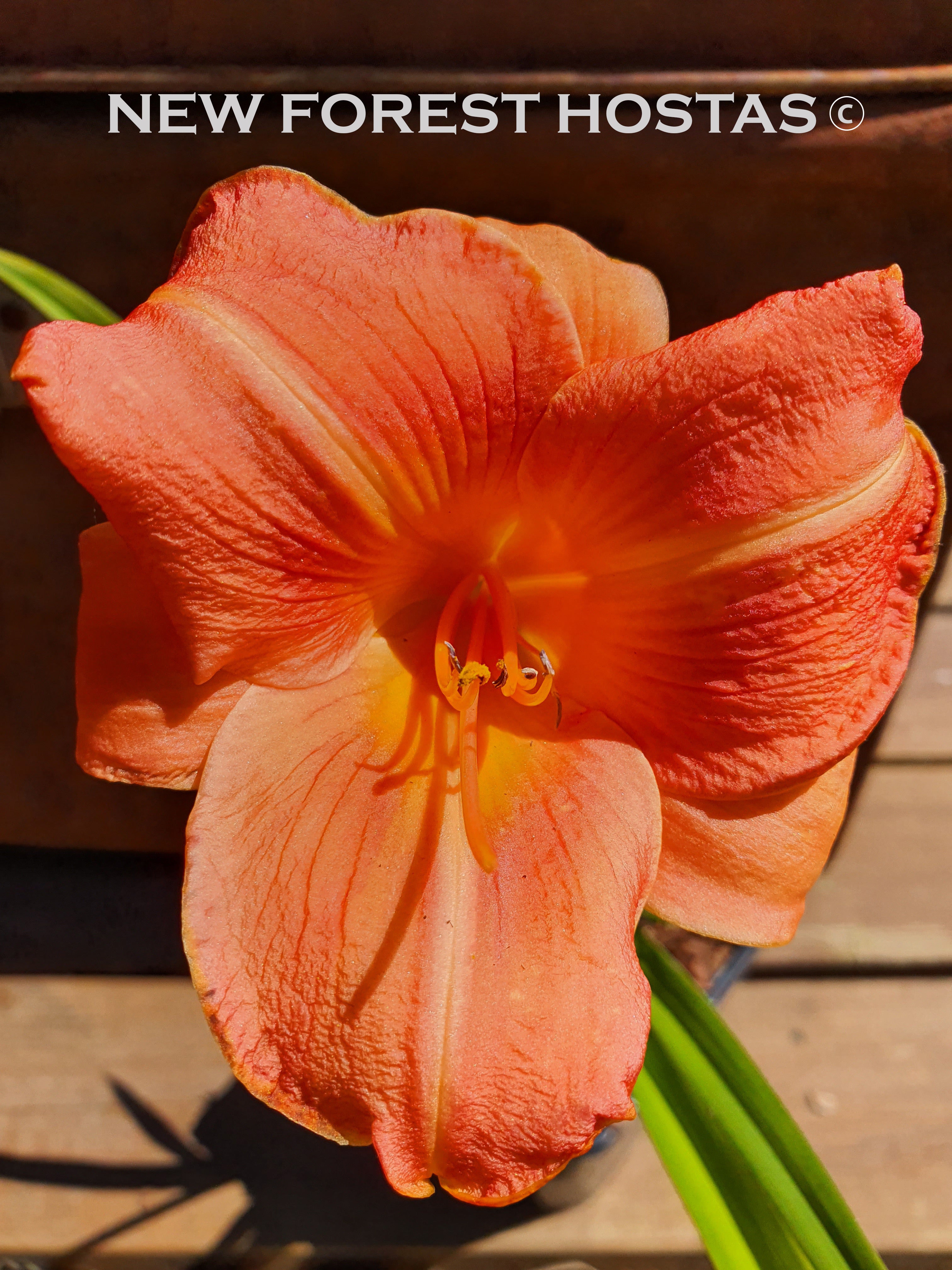 Hemerocallis 'Orchard Sprite' - New Forest Hostas & Hemerocallis