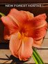 Hemerocallis 'Orchard Sprite' - New Forest Hostas & Hemerocallis