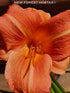 Hemerocallis 'Orchard Sprite' - New Forest Hostas & Hemerocallis