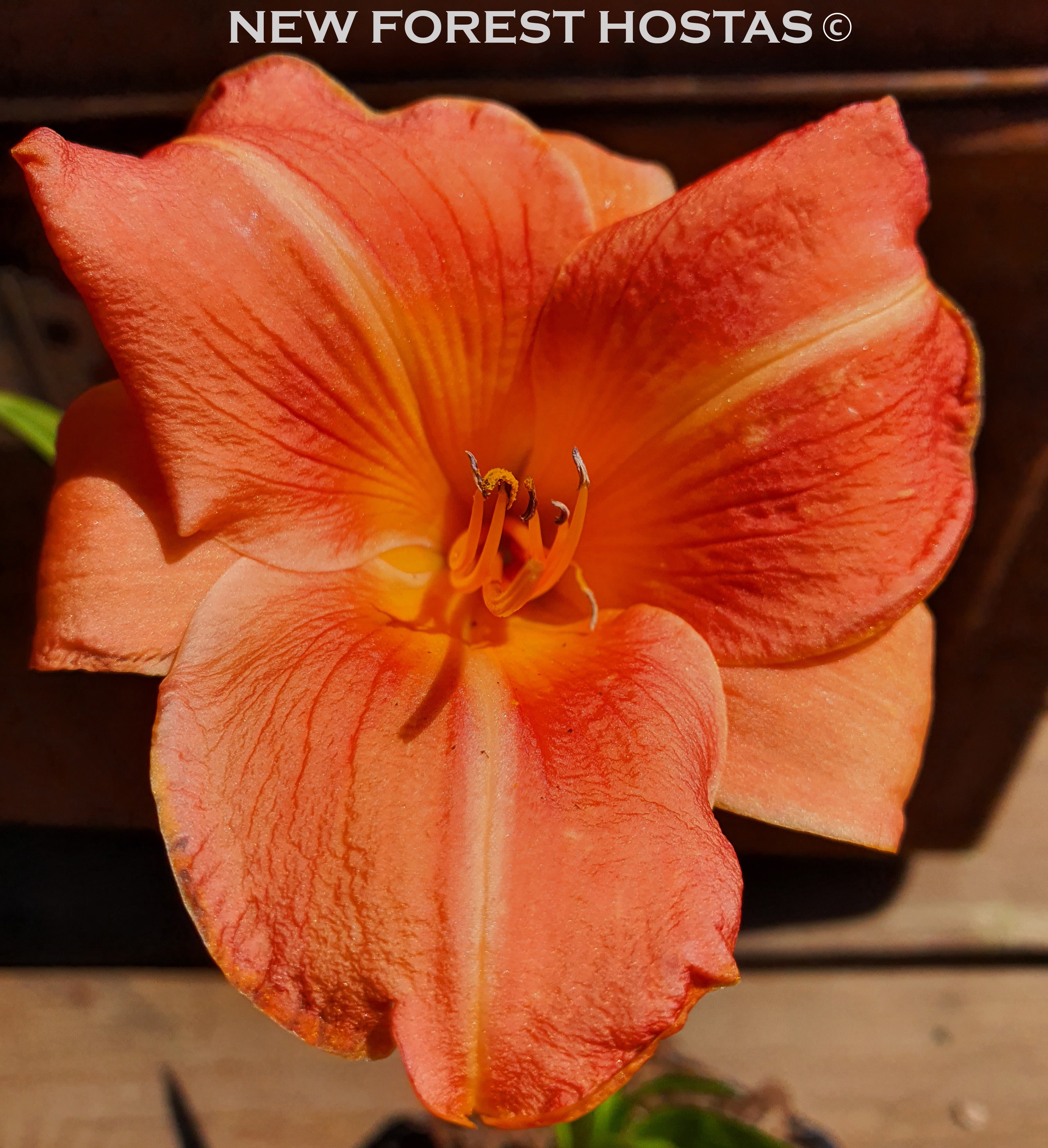 Hemerocallis 'Orchard Sprite' - New Forest Hostas & Hemerocallis