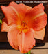 Hemerocallis 'Orchard Sprite' - New Forest Hostas & Hemerocallis
