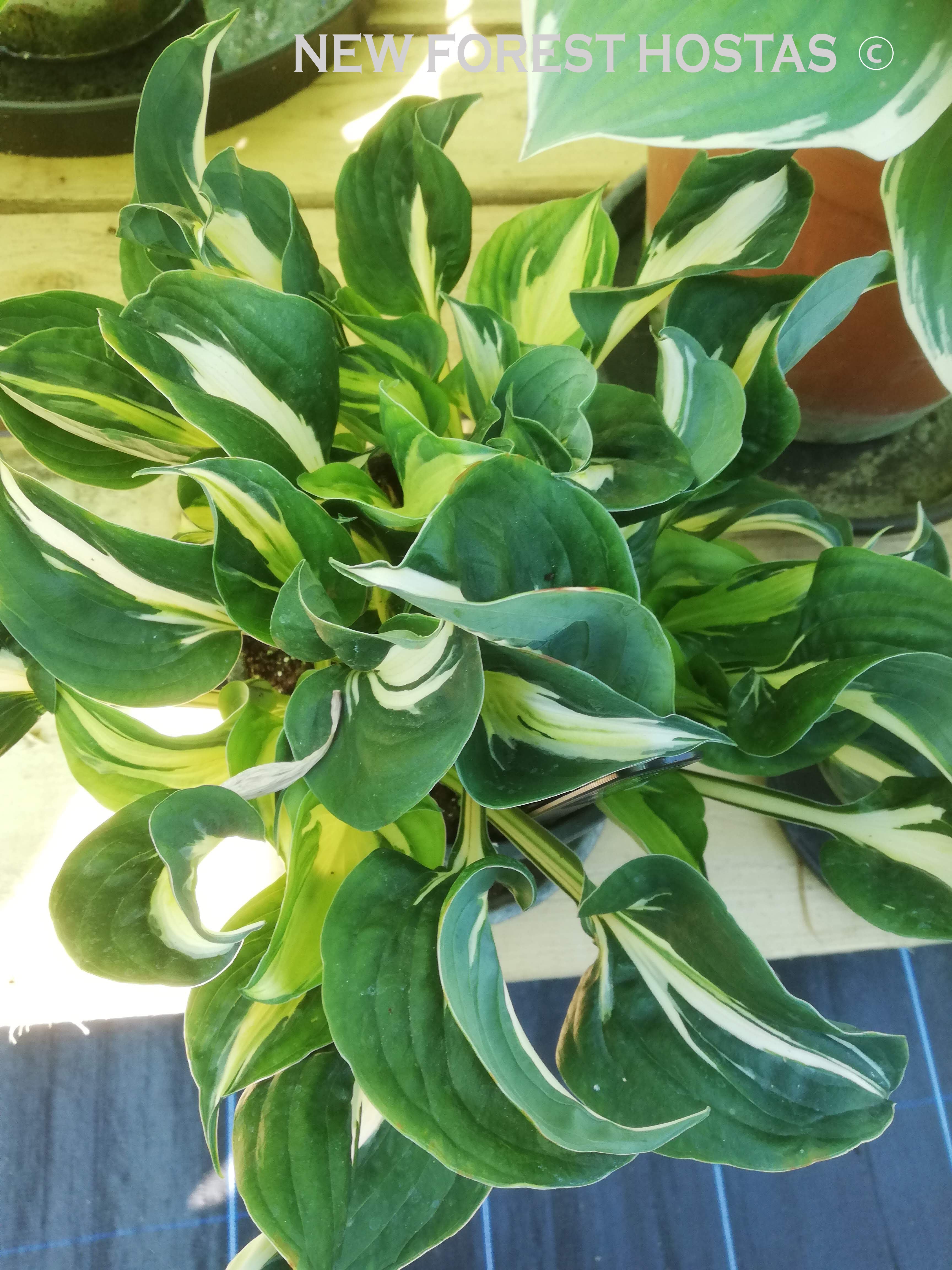 Hosta 'Oreo Cream' - New Forest Hostas & Hemerocallis