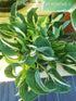 Hosta 'Oreo Cream' - New Forest Hostas & Hemerocallis