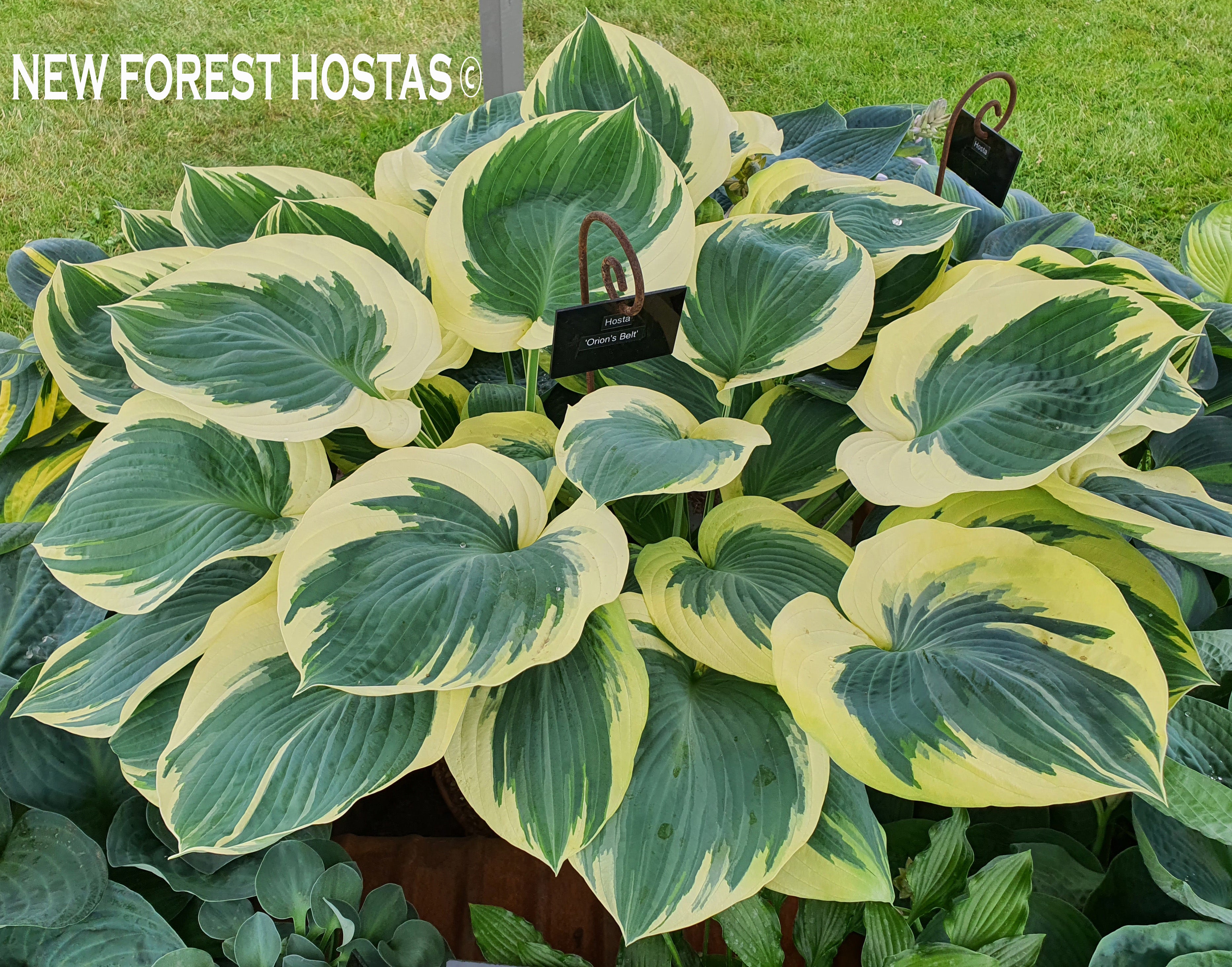 Hosta 'Orion's Belt' - Larger Specimen - New Forest Hostas & Hemerocallis