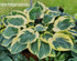 Hosta 'Orion's Belt' - Larger Specimen - New Forest Hostas & Hemerocallis