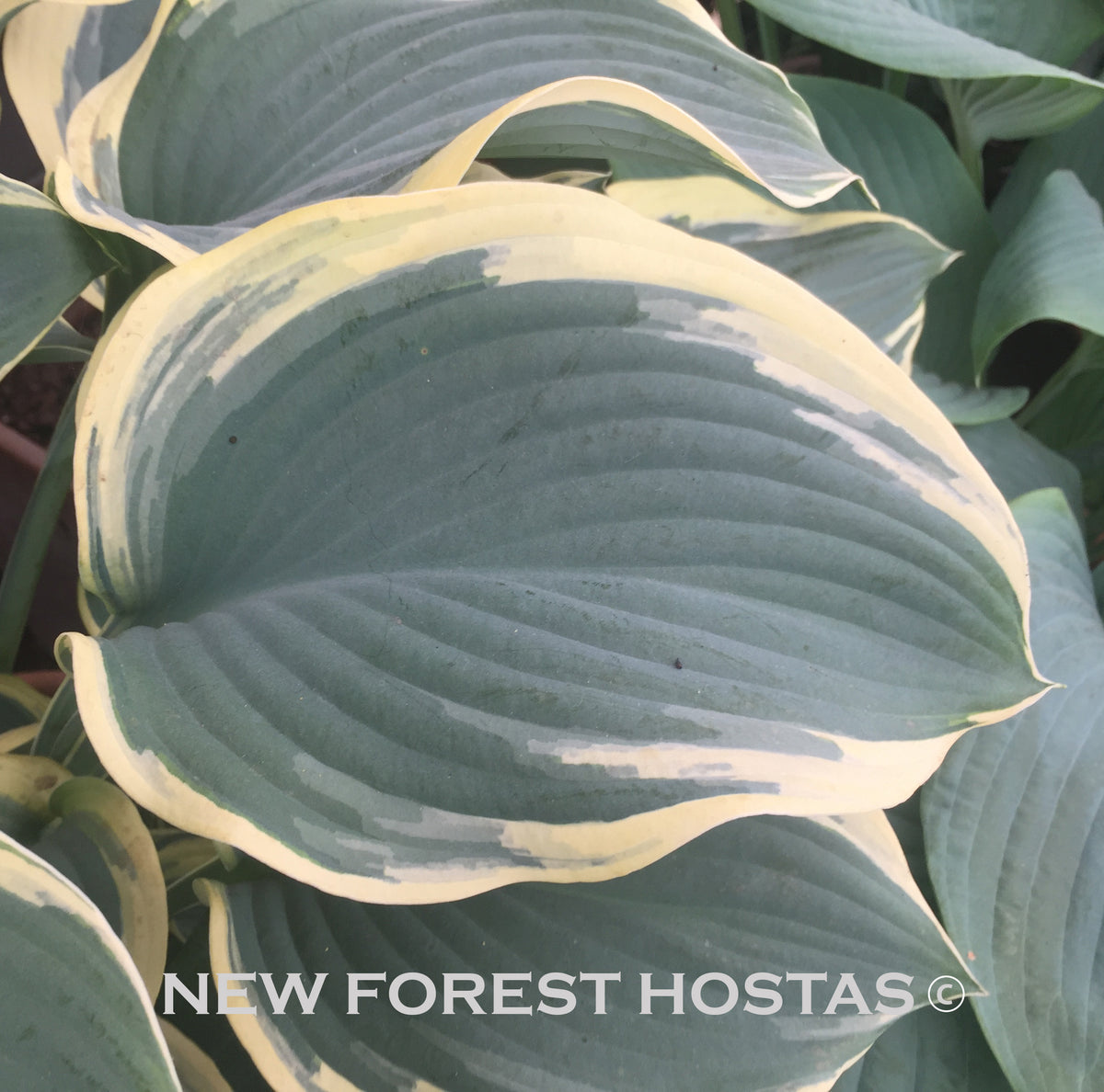 Hosta Orions Belt For Sale New Forest Hostas & Hemerocallis