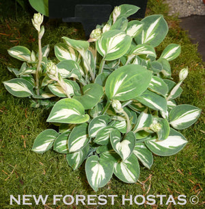 Hosta 'Pandora's Box' - New Forest Hostas & Hemerocallis