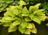 Hosta 'Paradise Island' - New Forest Hostas & Hemerocallis
