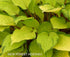 Hosta 'Paradise Island' - New Forest Hostas & Hemerocallis