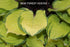Hosta 'Paradise Island' - New Forest Hostas & Hemerocallis