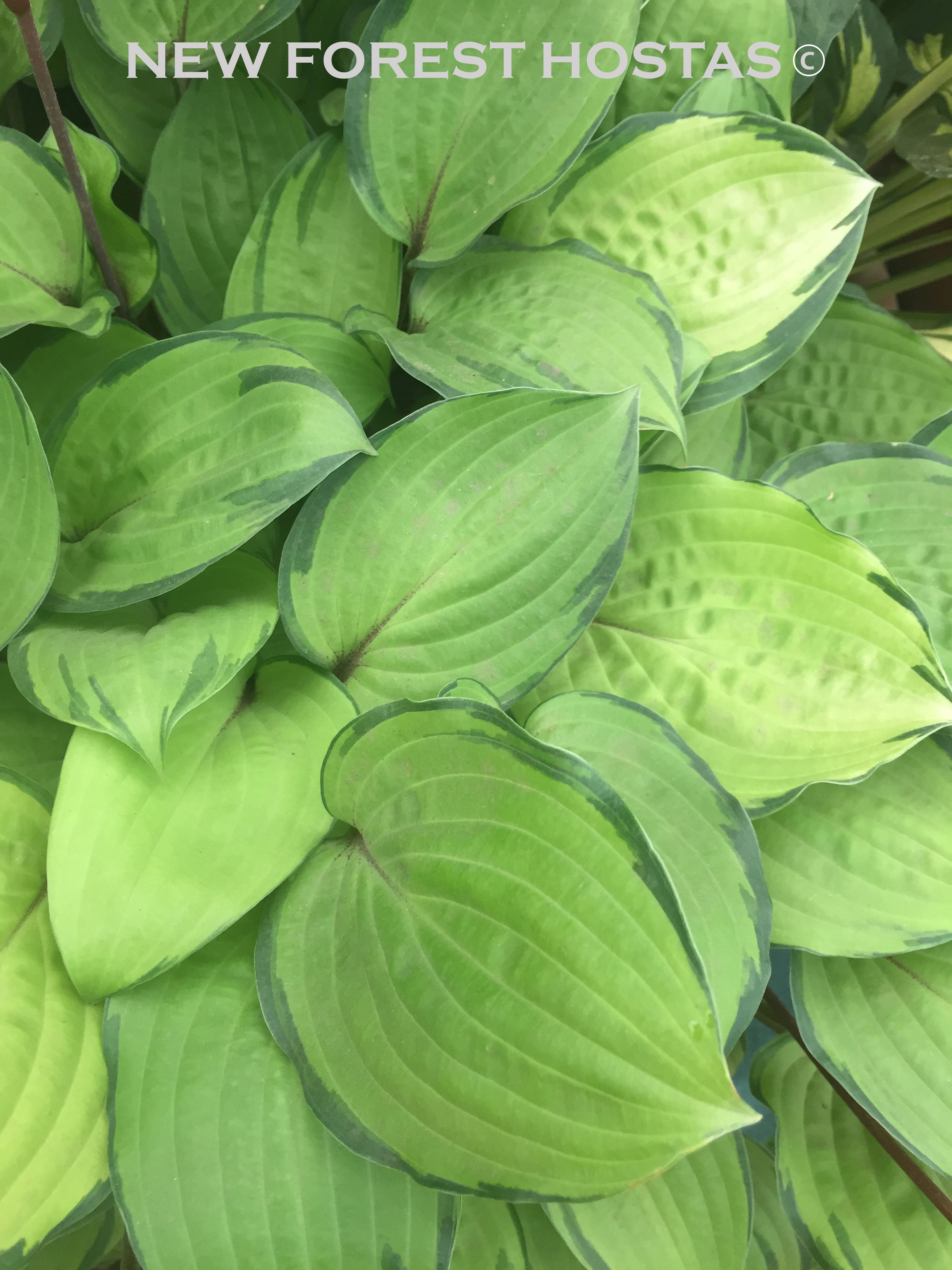 Hosta 'Paradise Island' - New Forest Hostas & Hemerocallis