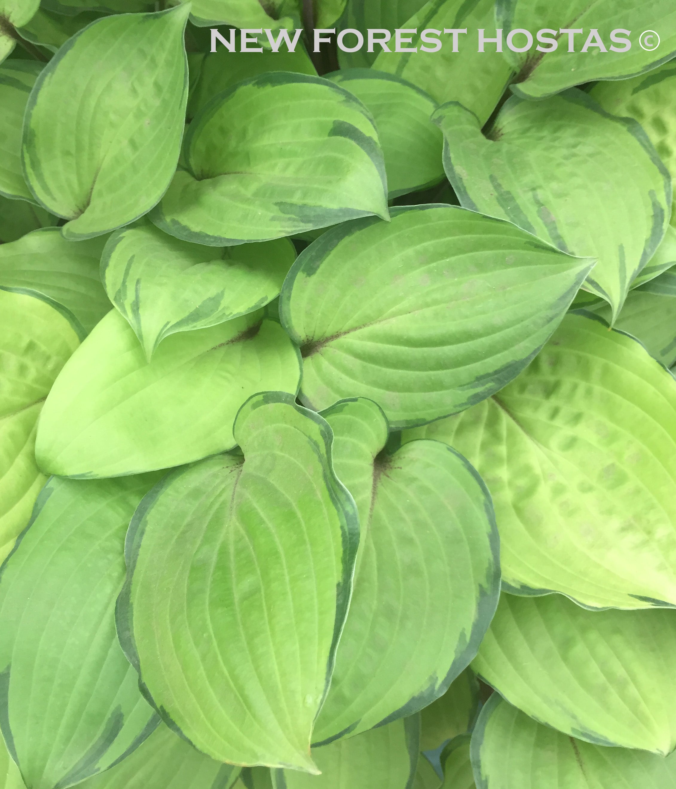 Hosta 'Paradise Island' - New Forest Hostas & Hemerocallis