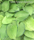 Hosta 'Paradise Island' - New Forest Hostas & Hemerocallis