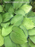 Hosta 'Paradise Island' - New Forest Hostas & Hemerocallis