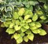 Hosta 'Paradise Island' - New Forest Hostas & Hemerocallis